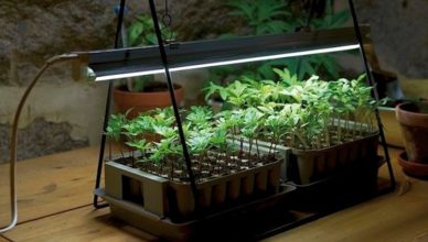 NASA’s technology of growing plants Indoor